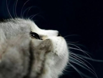 娱乐吃瓜酱猫打翻电视,引发网友热议