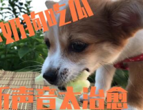 娱乐吃瓜酱送小狗视频下载,萌宠来袭,温馨瞬间尽收眼底